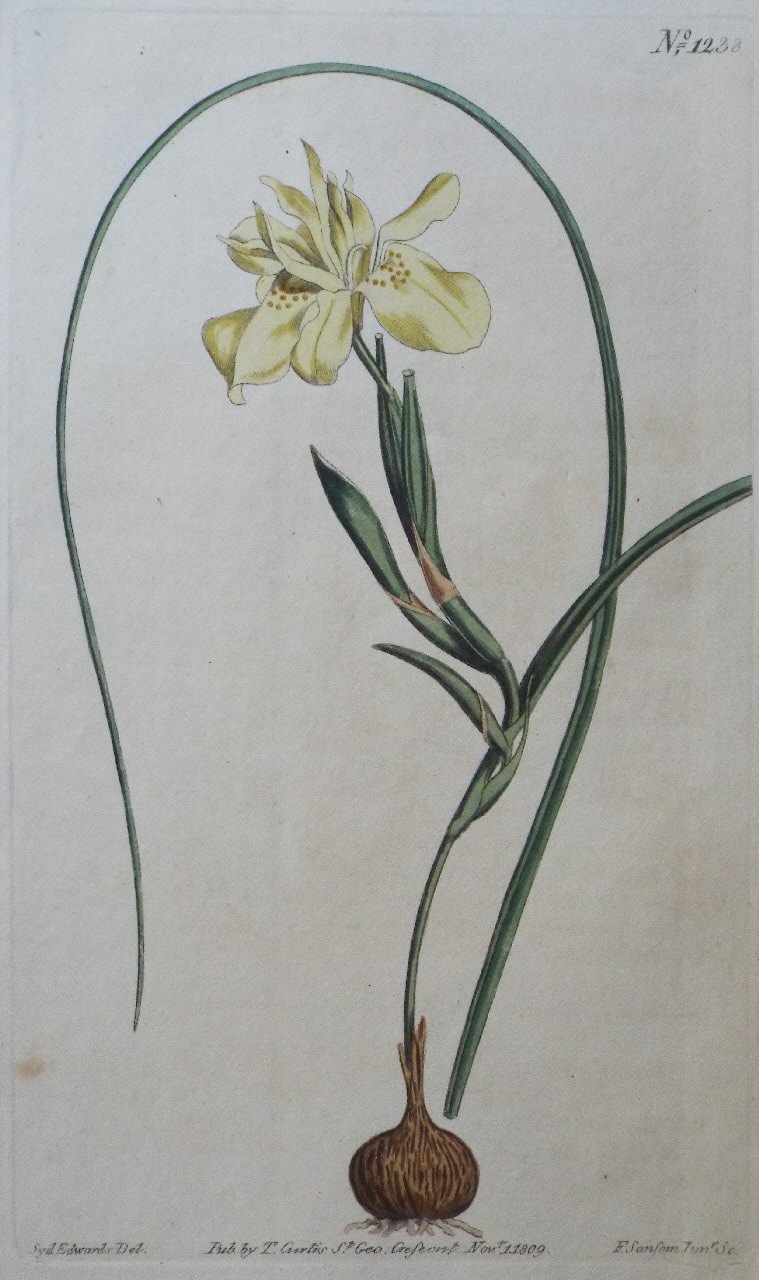 Print - No. 1238 (Moraea Edulis. Yellow esculent-rooted Moraea.) - Sansom